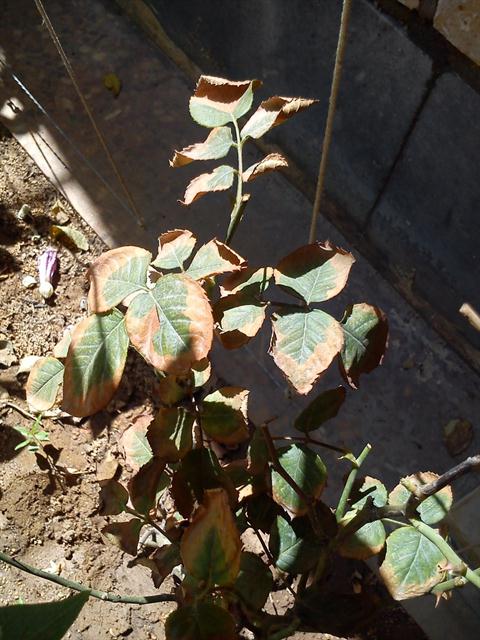 تصویر پرسش و پاسخ گیاه